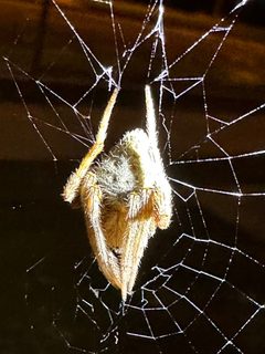 Eriophora ravilla 258798664 by Sandra H Statner. Used under a CC BY 4.0 license.