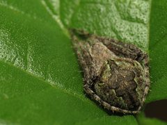 Humpbacked Orbweaver - Flickr - treegrow by Katja Schulz from Washington, D. C., USA. Used under a CC BY 2.0 license.