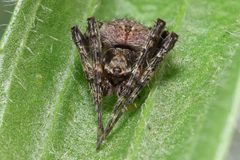 Unknown Araneidae Nashville 01 by Kaldari. Used under a Public domain license.