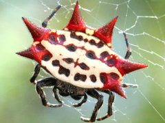 Gasteracantha cancriformis-female by Peterwchen. Used under a CC BY-SA 4.0 license.