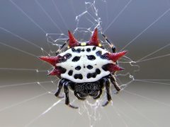 Gasteracantha cancriformis 2 by Photo taken by user Mkullen in en:Hernando, Florida. Used under a Public domain license.