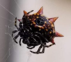 Gasteracantha cancriformis Miami by Tonskimojster. Used under a CC BY-SA 4.0 license.