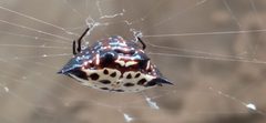 Gasteracantha cancriformis in its web by EstebanYT2. Used under a CC BY-SA 4.0 license.