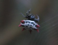 Spinybacked-Orbweaver by micha Frage/Antwort. Used under a CC0 license.