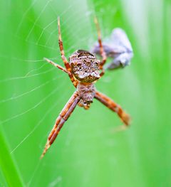 Heptagonal orbweaver by WanderingMogwai. Used under a CC BY-SA 4.0 license.