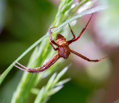 New spider -2 - 06.04.22 by WanderingMogwai. Used under a CC BY-SA 4.0 license.