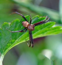 New spider - 06.04.22 by WanderingMogwai. Used under a CC BY-SA 4.0 license.