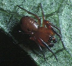 Hypsosinga.pygmaea.male.-.tanikawa by Akio Tanikawa. Used under a CC BY-SA 2.5 license.