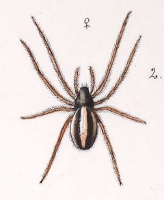 Hypsosinga pygmaea female by Leon Becker. Used under a Public domain license.
