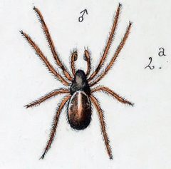 Hypsosinga pygmaea male by Leon Becker. Used under a Public domain license.