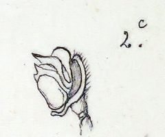 Hypsosinga pygmaea pedipalp by Leon Becker. Used under a Public domain license.