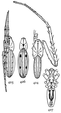 Common Spiders U.S. 424-7 Larinia directa by James Henry Emerton (1847 – 1931). Used under a Public domain license.
