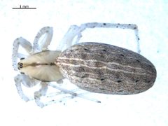 Larinia directa by Gergin Blagoev, Biodiversity Intitute of Ontario. Used under a CC BY 3.0 license.