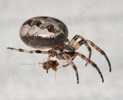 Larinioides cornutus 163299493 by Chrissy McClarren and Andy Reago. Used under a CC0 license.