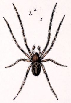 Larinioides cornutus female by Leon Becker. Used under a Public domain license.