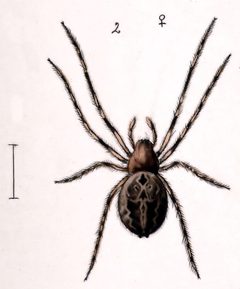 Larinioides cornutus male by Leon Becker. Used under a Public domain license.