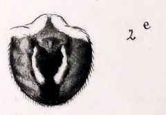 Larinioides cornutus ventral abdomen by Leon Becker. Used under a Public domain license.