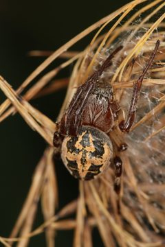Schilfradspinne Larinioides cornutus by Holger Krisp. Used under a CC BY 4.0 license.