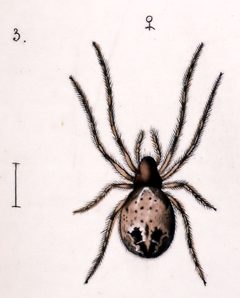 Larinioides patagiatus female by Leon Becker. Used under a Public domain license.