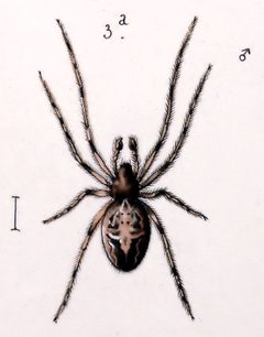 Larinioides patagiatus male by Leon Becker. Used under a Public domain license.
