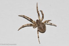 Larinioides sclopetarius 149825668 by David McCorquodale. Used under a CC BY 4.0 license.