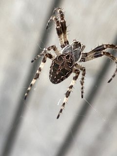 Larinioides sclopetarius 156859196 by Peter Gabler. Used under a CC0 license.