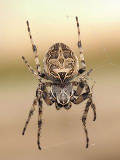 Larinioides sclopetarius 271358933 by wikipedia. Used under a CC0 license.