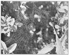 Common Spiders U.S. 413 Mangora gibberosa by James Henry Emerton (1847 – 1931). Used under a Public domain license.