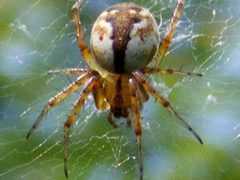 MangoraPlacida by Smidon33. Used under a CC BY-SA 3.0 license.