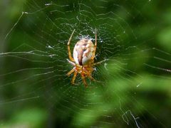 MangoraPlacida2 by Smidon33. Used under a CC BY-SA 3.0 license.