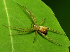 Orb Weaver - Flickr - treegrow by Katja Schulz from Washington, D. C., USA. Used under a CC BY 2.0 license.