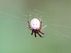 Metazygia zilloides by cricketsblog. Used under a CC BY 2.0 license.