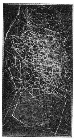 Common Spiders U.S. 409 Metepeira labyrinthea web by James Henry Emerton (1847 – 1931). Used under a Public domain license.