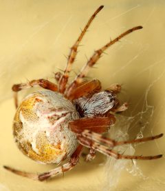 Metepeira labyrinthea 01 by Rich Hoyer. Used under a Attribution license.