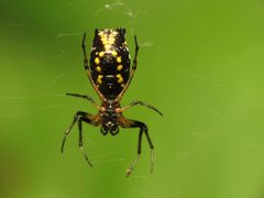 Micrathena funebris by Katja Schulz. Used under a CC BY 4.0 license.