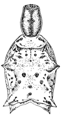 Common Spiders U.S. 439 Micrathena gracilis by James Henry Emerton (1847 – 1931). Used under a Public domain license.