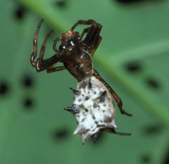 Micrathena gracilis P1000271a by 
xpda. Used under a CC BY-SA 4.0 license.