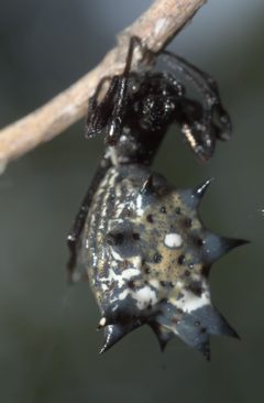 Micrathena gracilis P1020687a by 
xpda. Used under a CC BY-SA 4.0 license.