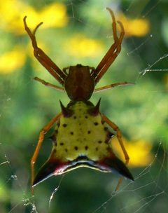 Micrathena sagittata by Benimoto. Used under a CC BY 2.0 license.