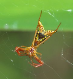 Micrathena sagittata P1010590a by 
xpda. Used under a CC BY-SA 4.0 license.