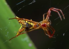 Micrathena sagittata P1010606a by 
xpda. Used under a CC BY-SA 4.0 license.