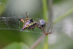 Micrathena sagittata bottom by Sesamehoneytart. Used under a CC BY-SA 4.0 license.