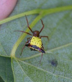 Micrathena sagittata female top view by Sesamehoneytart. Used under a CC BY-SA 4.0 license.