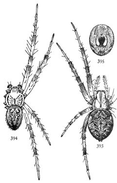 Common Spiders U.S. 393-5 Neoscona arabesca by James Henry Emerton (1847 – 1931). Used under a Public domain license.