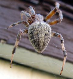Kilarin - Neoscona crucifera by Kilarin. Used under a CC BY 2.0 license.