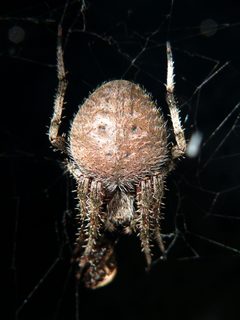Neoscona Crucifera-27527-2 by Ken Thomas. Used under a Public domain license.