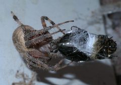 Neoscona crucifera P1340647a by 
xpda. Used under a CC BY-SA 4.0 license.