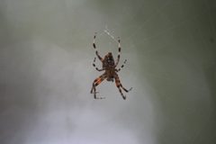 Neoscona crucifera female by Interwebs. Used under a CC BY-SA 4.0 license.