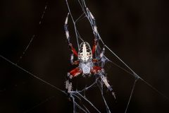 Neoscona domiciliorum - 2021 by Diego Huet. Used under a CC BY 4.0 license.