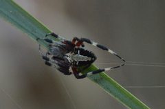 Neoscona domiciliorum in FL 09 22 2020 2 by Sesamehoneytart. Used under a CC BY-SA 4.0 license.